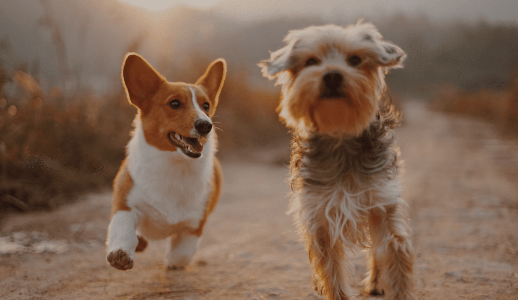 About Puppsy